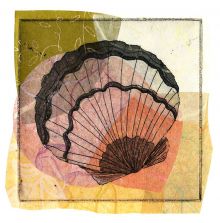 Scallop Shell