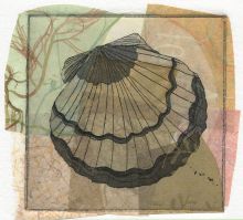 Scallop Shell