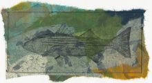 Striped Bass
